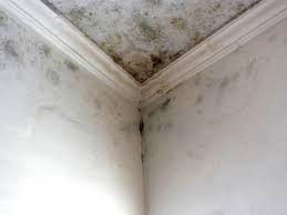 Mold Remediation for Vacation Homes in Clifton, TN