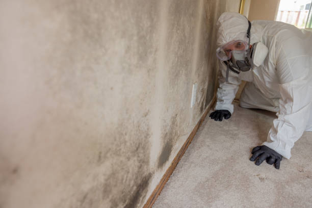 Why You Should Choose Our Mold Remediation Services in Clifton, TN